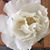 Molly Meissner Root's profile image