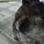 Oigres Noyl's profile image