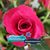 Anna La Rocca Palid's profile image