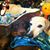 Miranda James's profile image