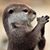 Rj Carden's profile image
