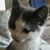Mac H Page's profile image