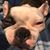 Josh Harrison's profile image