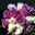 Tina DVT's profile image