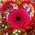 Carolyn Claybourn Gallagher's profile image