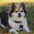 Susan Wheelon's profile image
