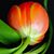 Asmaa Hamwia's profile image