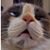 Casey Grengs's profile image