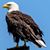 Gerald Eisen's profile image