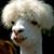 Fernando Alcazar Santa-Maria's profile image