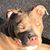 Brian Shaw's profile image