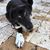 Victoria Aarons Saitta's profile image