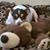 Allison Carruthers's profile image