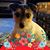 Rockie Hute's profile image