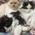 Kimberly Ann Campbell Schamer's profile image