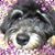 Lisa Stephan's profile image