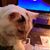 John Baldelli's profile image