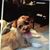Susan Fox-Larkin's profile image