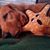 Shelley Sheehy's profile image