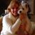 Joni Marriott's profile image