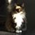 Pattie Lipman's profile image