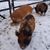 Bacon Acres Ranch's profile image