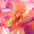 Bonnie Branson's profile image