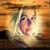 Stormy Steakley's profile image