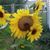 Judy Semsel's profile image