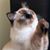 Nancy Spereno's profile image