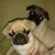 Carey Giese's profile image