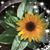 Lynda Klose's profile image