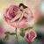 Ďelilah Esperta's profile image