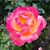 Trish Pratt's profile image