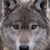 Mann Laskey's profile image