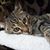 Michelle Behrens Ward's profile image