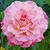 Shannon Wilkerson Brown's profile image