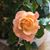 Diane Jones-Weeks's profile image