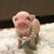 Teri Wardle Van Dyck's profile image