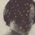 Gabriela Del Carpio's profile image
