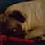 Miao Bai's profile image