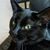 Linda Harringer's profile image