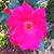 Sara Rose's profile image