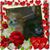 Shirley Borchers's profile image