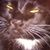 Ginny Morris's profile image