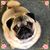 Rachelle Stunger's profile image