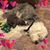 Carrie Vitale's profile image