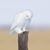 Jean E Sinofsky's profile image