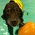 Fran Tahsler Himel's profile image