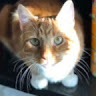 RCM 1.'s profile image